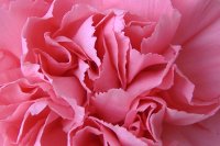 A closer view of a carnation from a wedding bouquet.